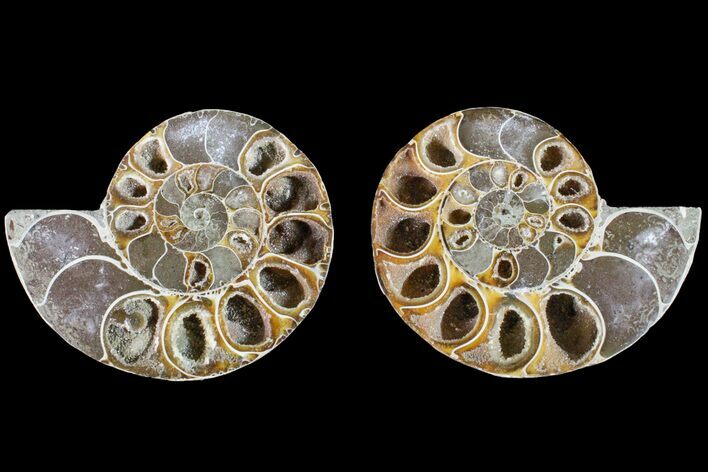 Thick, Cut & Polished Ammonite Fossil - Madagascar #148049